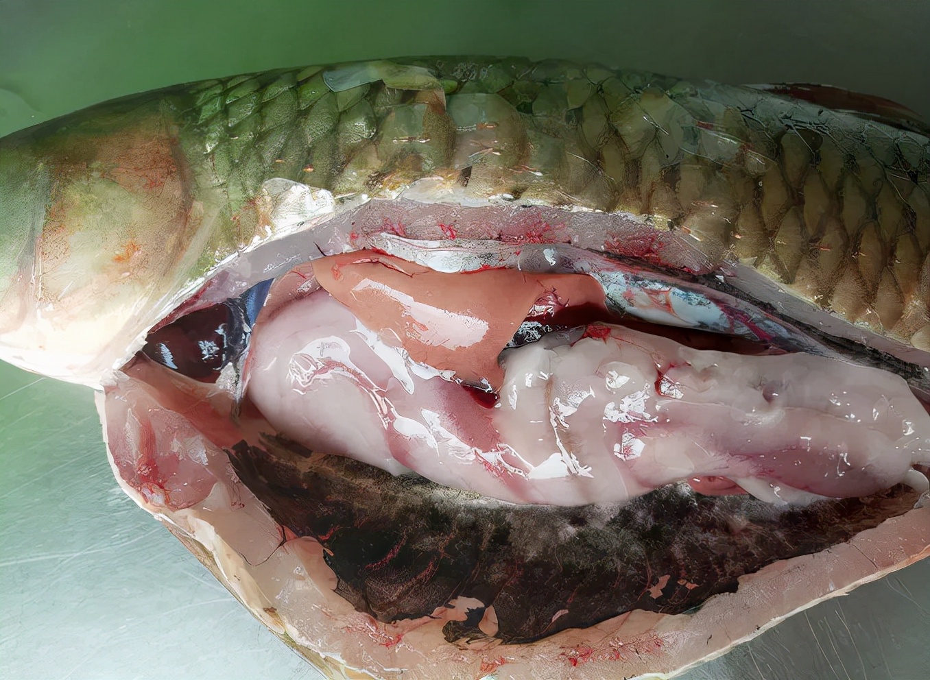 有些鱼塘的草鱼,青鱼吃料后,就出现了蛙泳,而我们测得其中一些鱼塘的