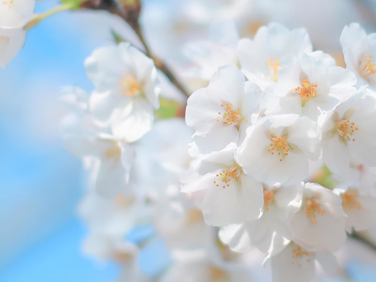 狮子座：细微之处见真情，他们的爱，隐藏在哪些细节里？