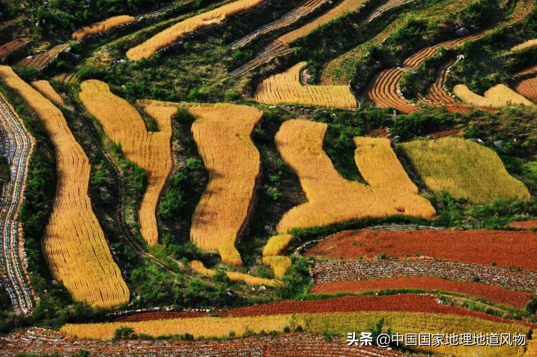 1亿山东人，都是馒头的孩子