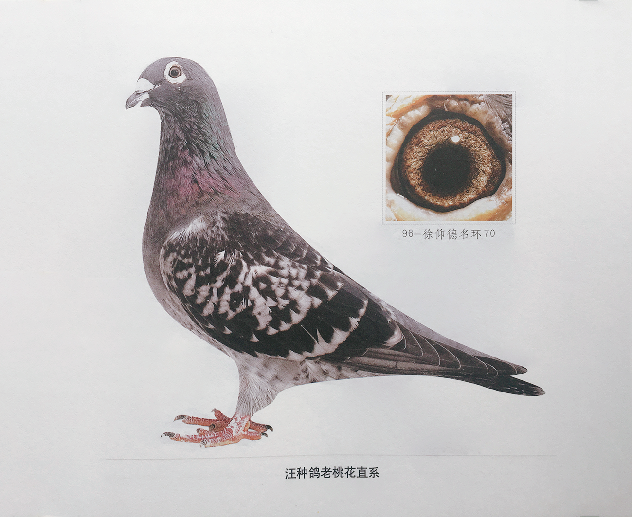 听吴淞鸽界元老余康先生谈鉴鸽