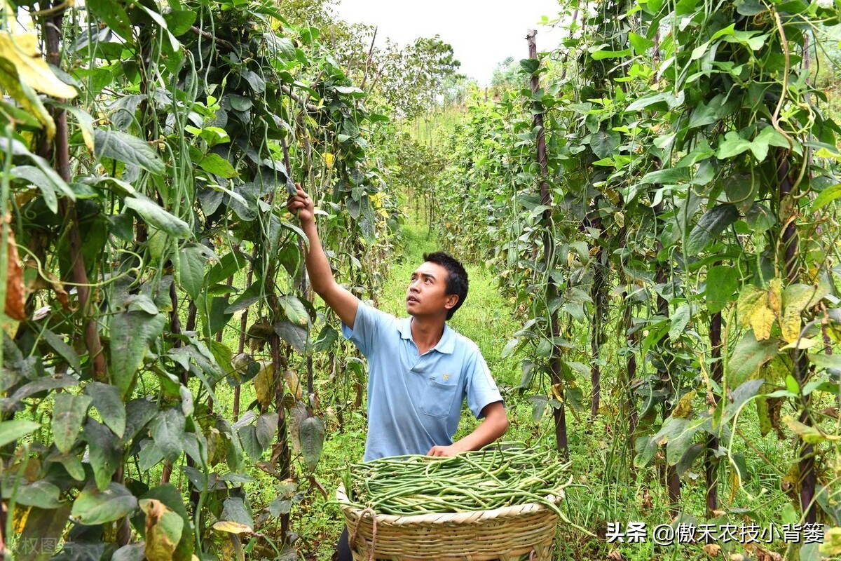 种植豆角的技术和方法（最全相关豆角种植和管理攻略）