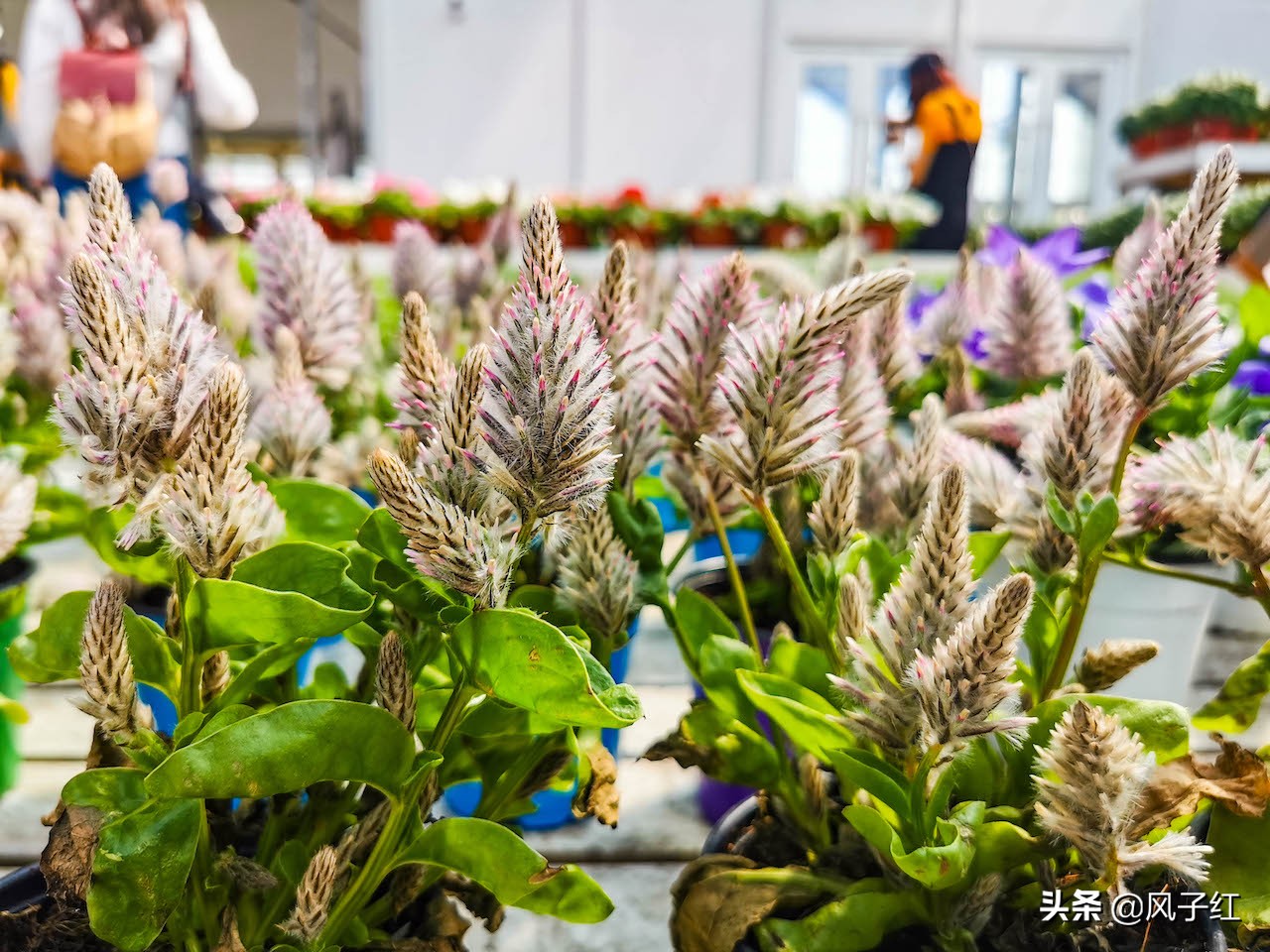 上海人都到浙江海宁这个花卉城买花了，因为价格便宜，物流快捷