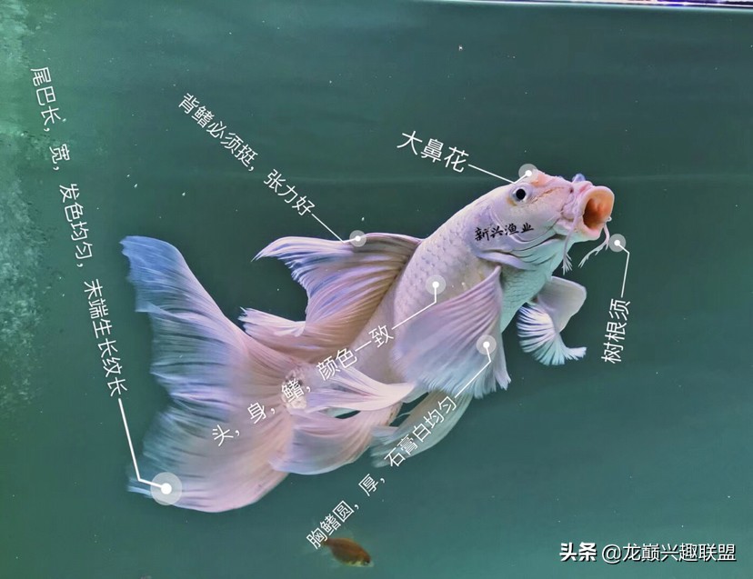 下面就为大家介绍一些饲养方面的注意事项,大方向基本和锦鲤差不多