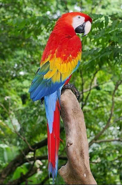 常见的170种宠物鸟，图解其中30种，有的不易辨认