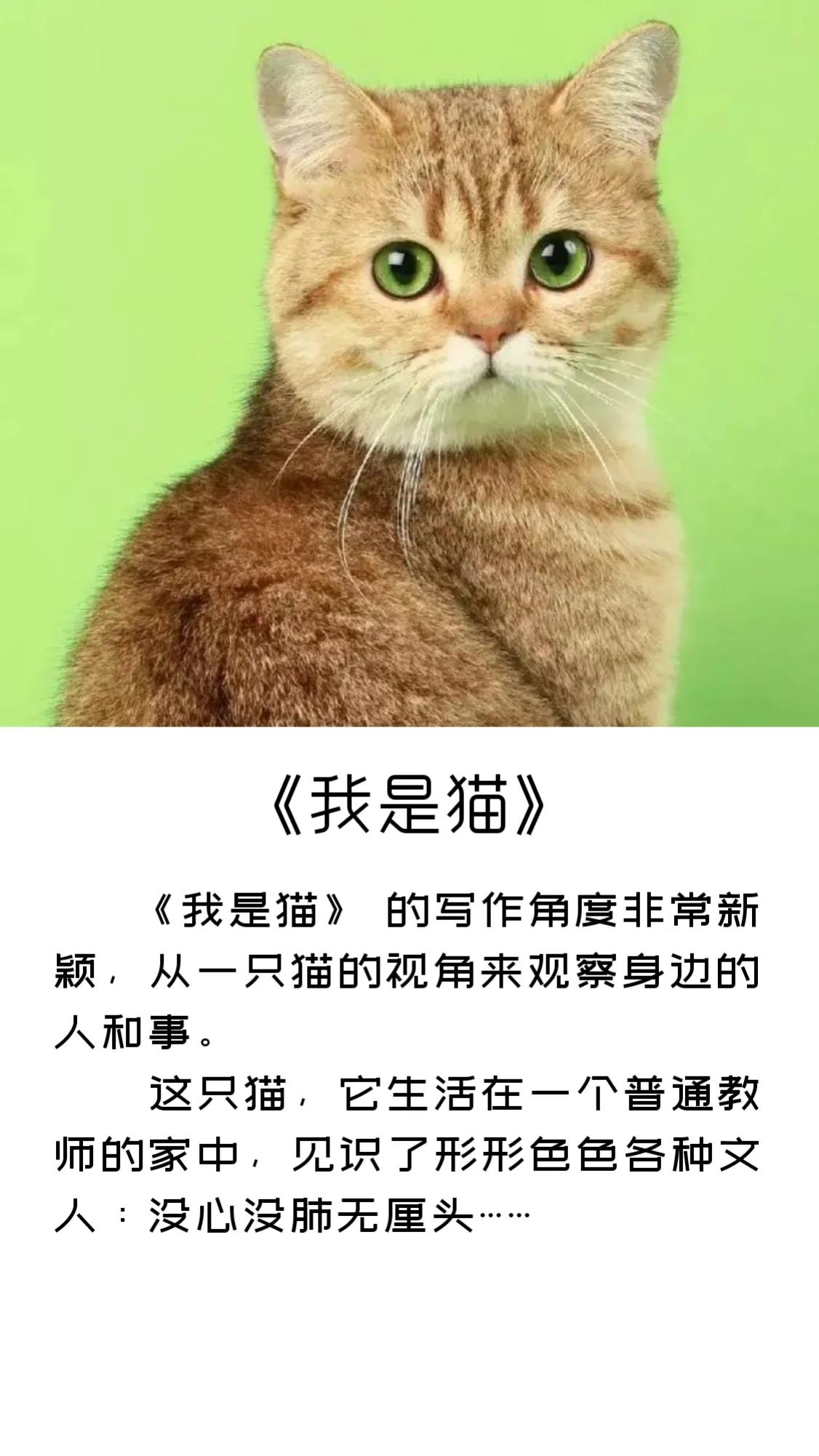 《我是猫》精彩句子摘录