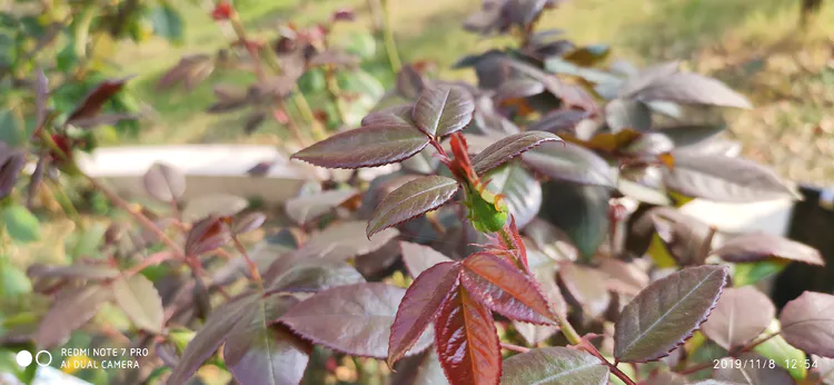 陪你一起看湖北省广水一中①——走进植物王国