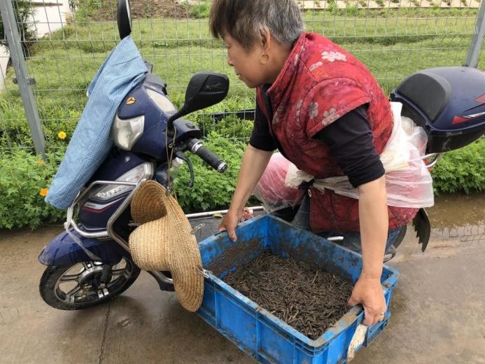 蚯蚓价格必须严惩