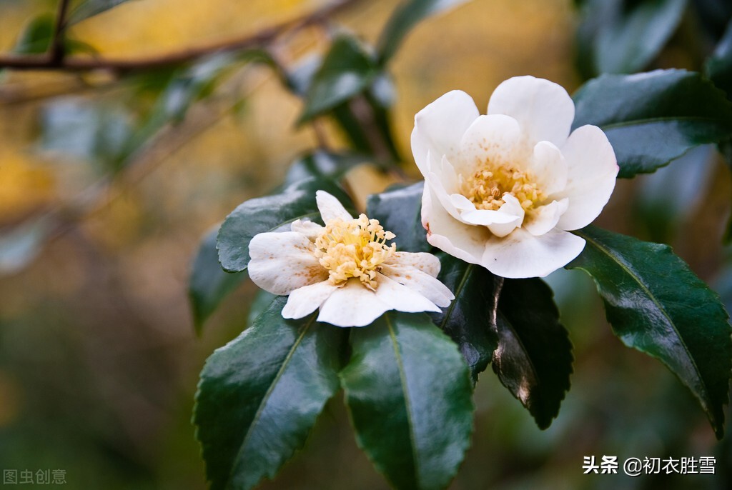 梨花好词好句好段摘抄大全总汇80条（早冬茶花五首：春色初回垄上茶，嫩容白玉沁梨花）