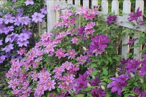 6种“北方花”，漂亮耐风寒，花园种一棵，能活几十年