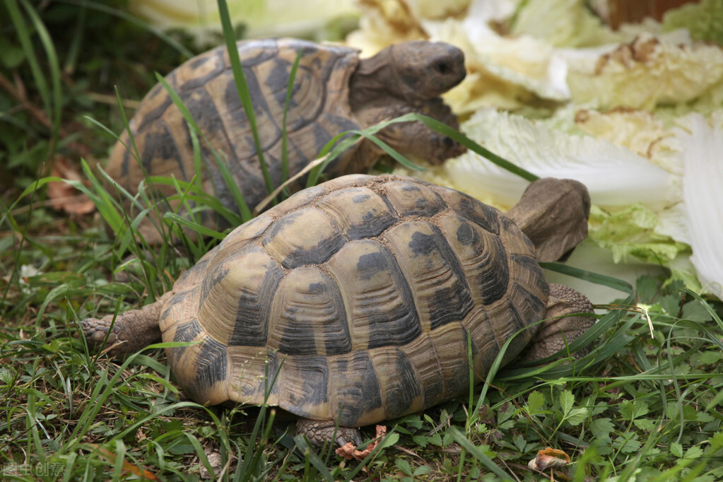 乌龟大多为杂食性，但也不是吃得越多就越好，乌龟吃什么长得快
