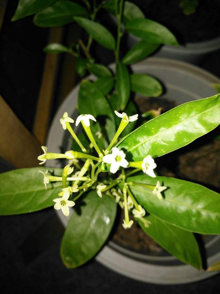 这花在室外种正好,香得不行,在室内容易香得睡不着
