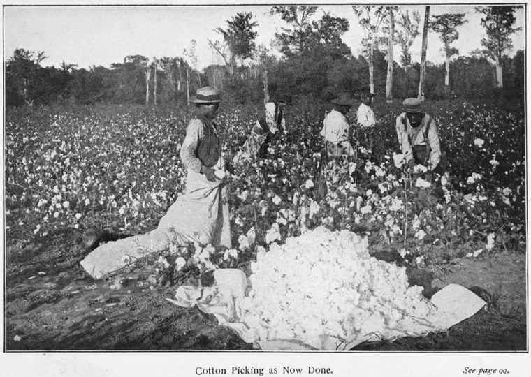 美国往事：棉花、奴隶与世界经济