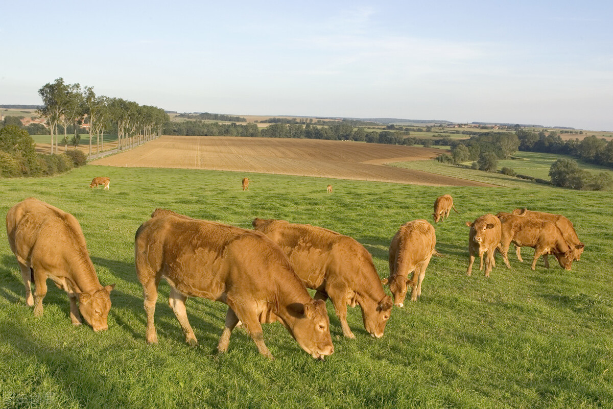 华中师范大学继续教育学院官网（华中农业大学成人高考函授专科招生报名畜牧兽医专业）