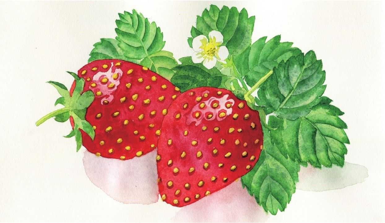 零基础水彩画教程：分步骤讲解草莓水彩画法，简单易学，快来临摹