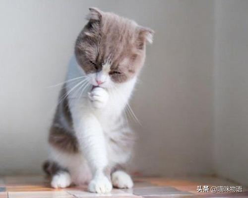 猫咪化毛膏品牌推荐及化毛膏与猫草除毛球效果对比