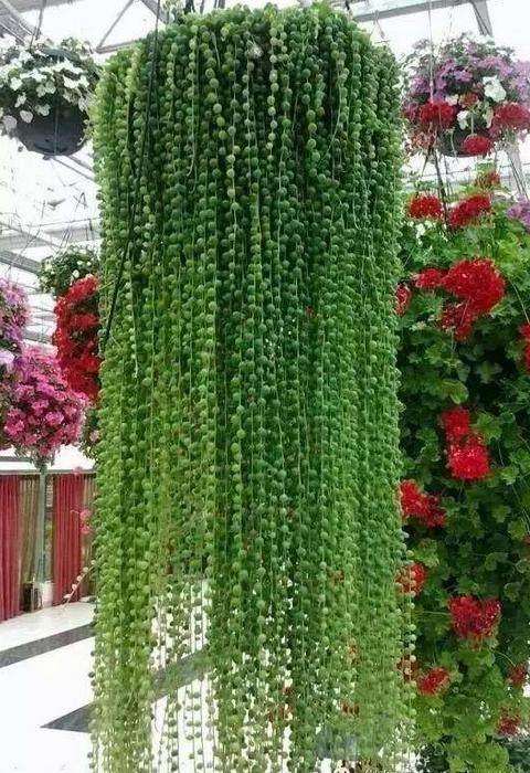 情人泪也是喜欢下垂的多肉植物,情人泪和佛珠,它们属于同科同属的植物