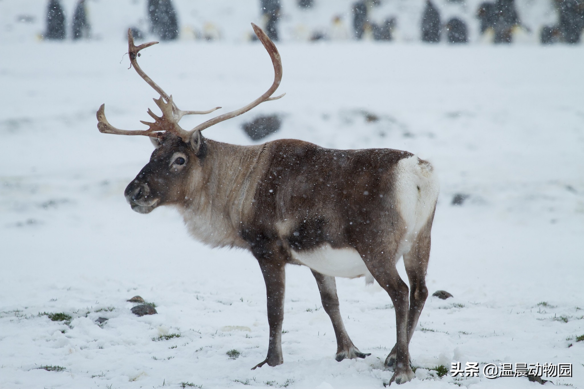 辟谣：帮圣诞老人拉雪橇的鹿是麋鹿吗？并不是，人家的名字叫驯鹿