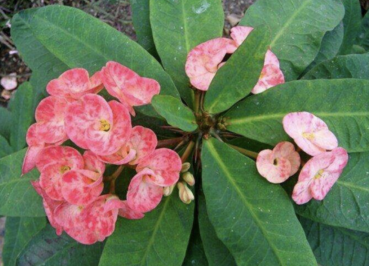 有毒芦荟图片大全(2种花) - 赤虎壹号