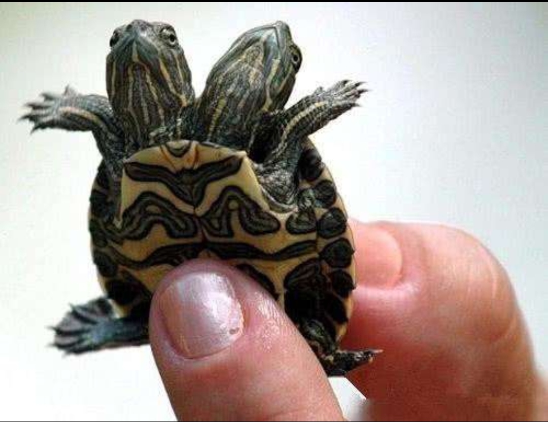 巴西龟长什么样子图片