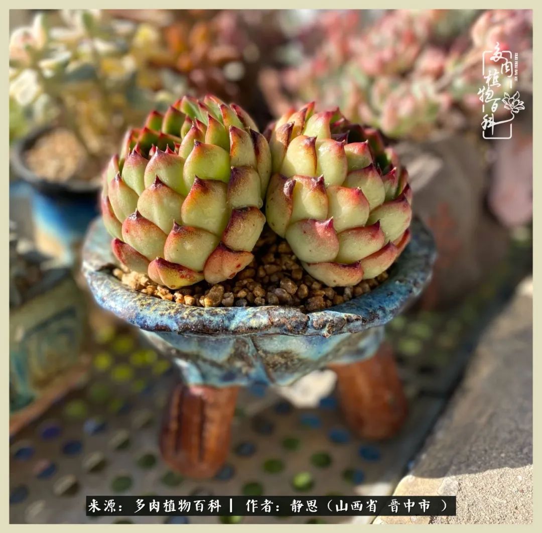 这低谷的一年,感谢多肉的陪伴