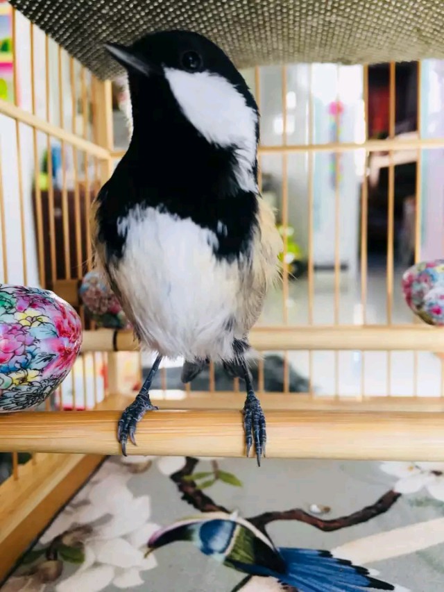 秋冬季山雀科饲养的日常管理