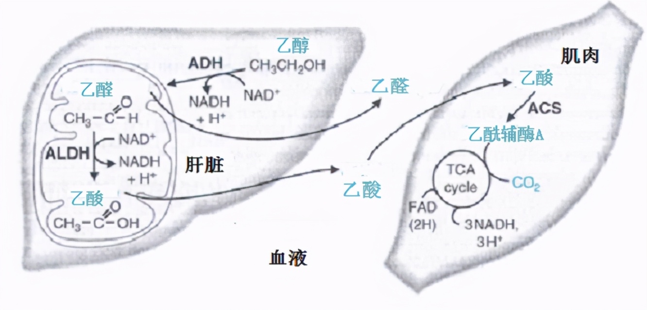 白酒喝多了，第二天特别难受还要上班，有什么方法可快速解酒？