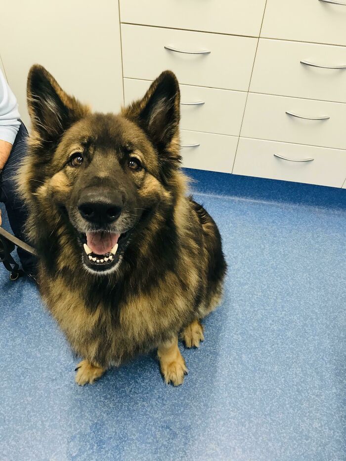 十大最萌狗狗盘点：憨态可掬的治愈系犬种合集