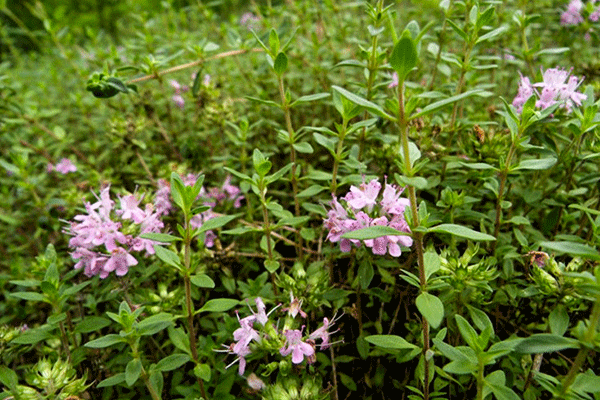 西北野草"地椒草"使得羊肉喷香?农村奶奶说:还可以泡茶