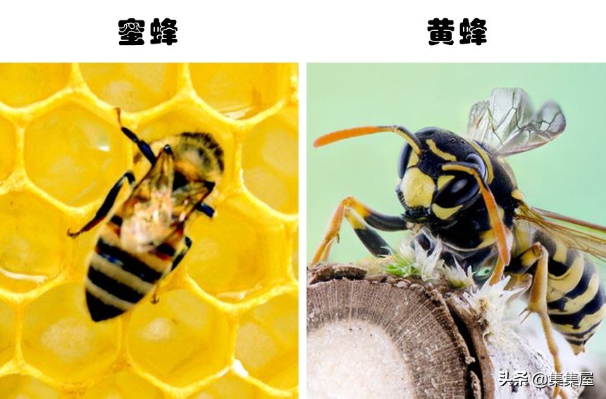 易被混淆的事物：因为太过于相似，经常被人们搞混的7对事物