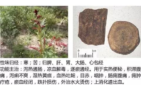 300个中草药图谱（附主治功效），知道一半就太牛了（上）