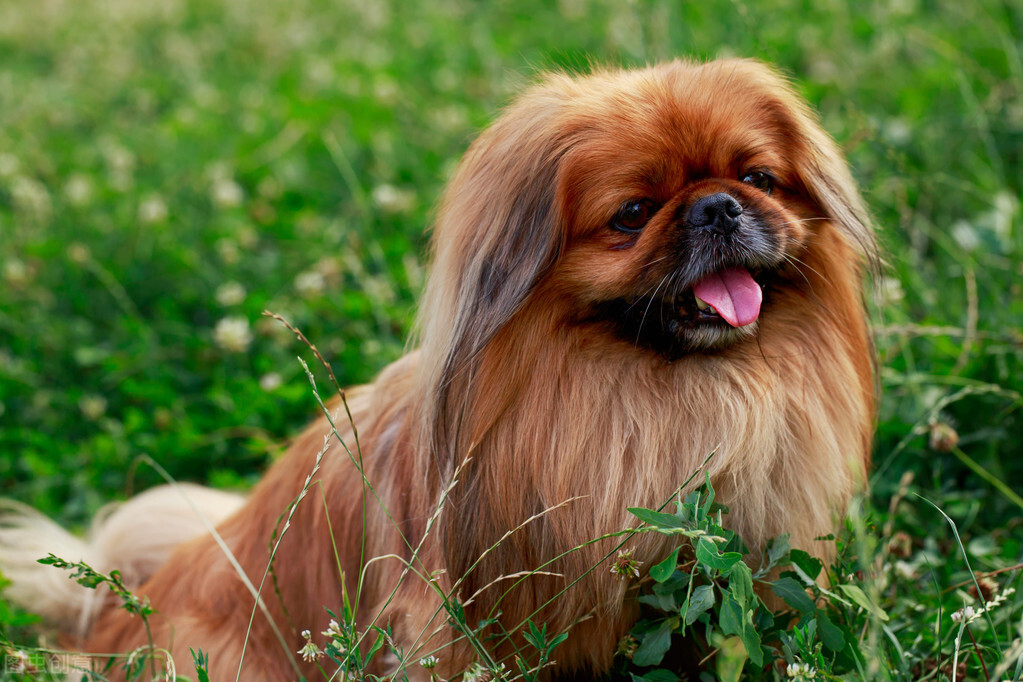 曾经享尽荣华富贵的皇家御犬——京巴犬 挑选饲养护理方法等全介绍