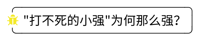 喂了药，蟑螂还是“免疫”？专家：想灭蟑，不如试试这香料