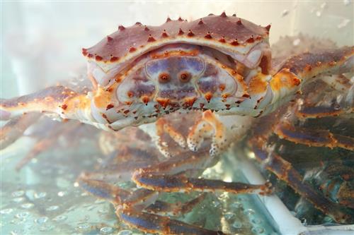 「螃蟹梭子蟹」螃蟹种类有哪些（名称及价格详解）