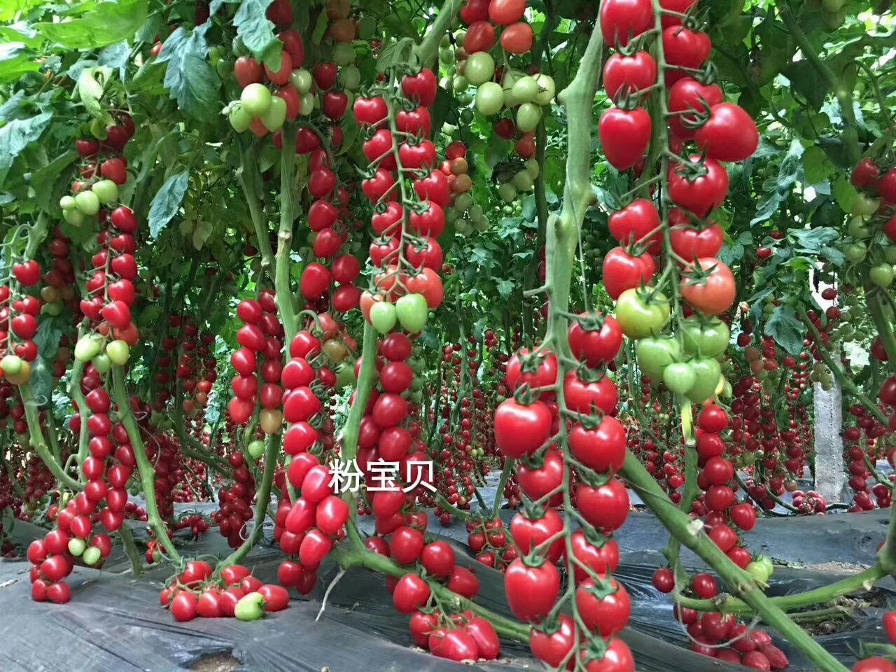智能连栋温室大棚冬季番茄管理要点、番茄种植技术分享