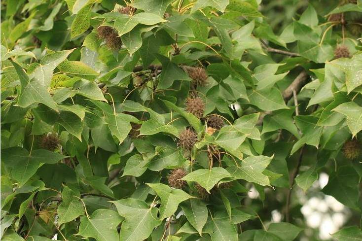 路路通果 它是一种怎样的树种? | 红五百科