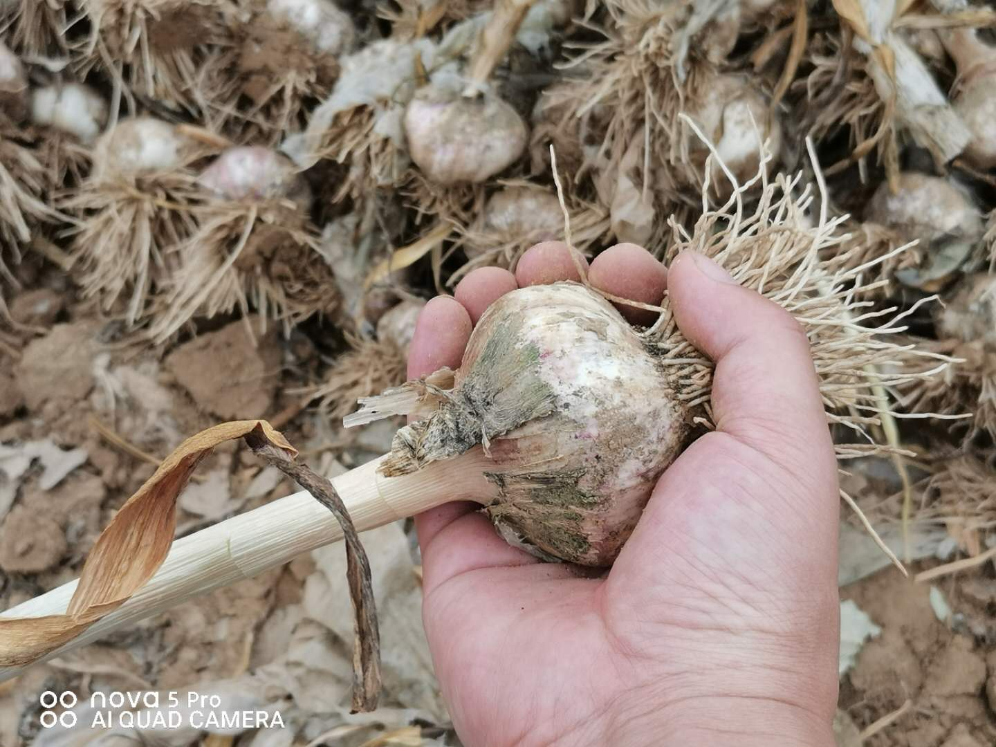 大蒜畝產量,大蒜畝產量一般是多少