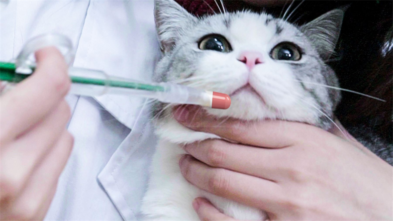猫咪经常流泪是什么原因引起的？常见的猫咪眼部疾病有哪些？