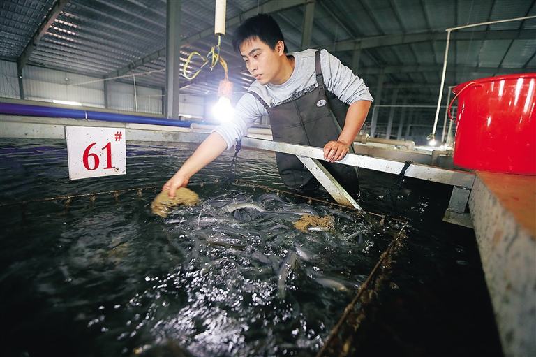 广州男子珠江钓起3条罕见河鳗，网友：好鱼，至少1000到手