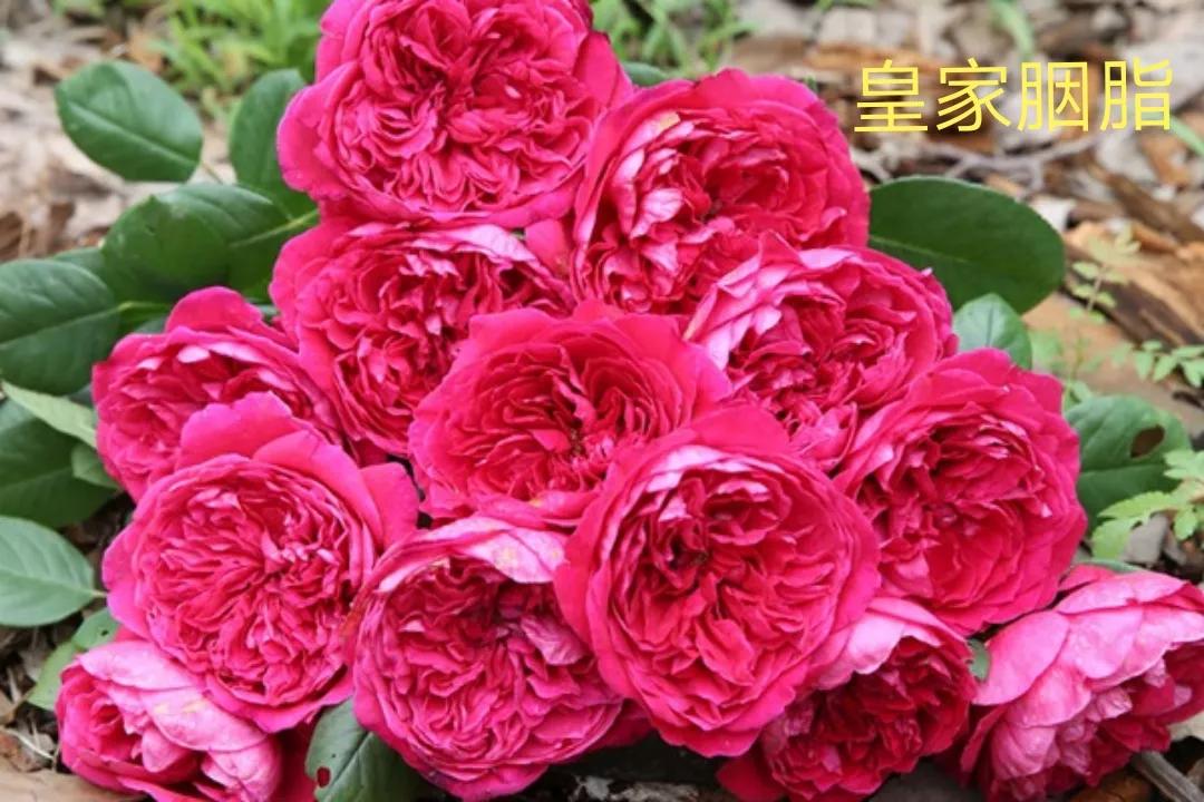 茶花女月季图片大全（常见切花月季品种一览）