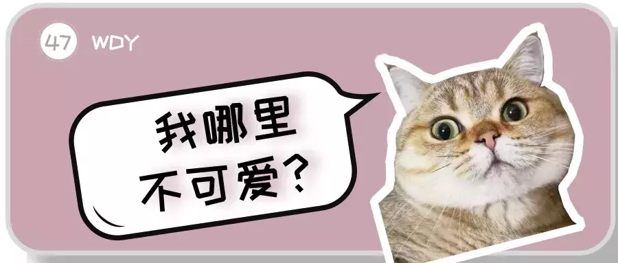 新手第一次养猫,选择英短还是美短呢?总算搞清楚了