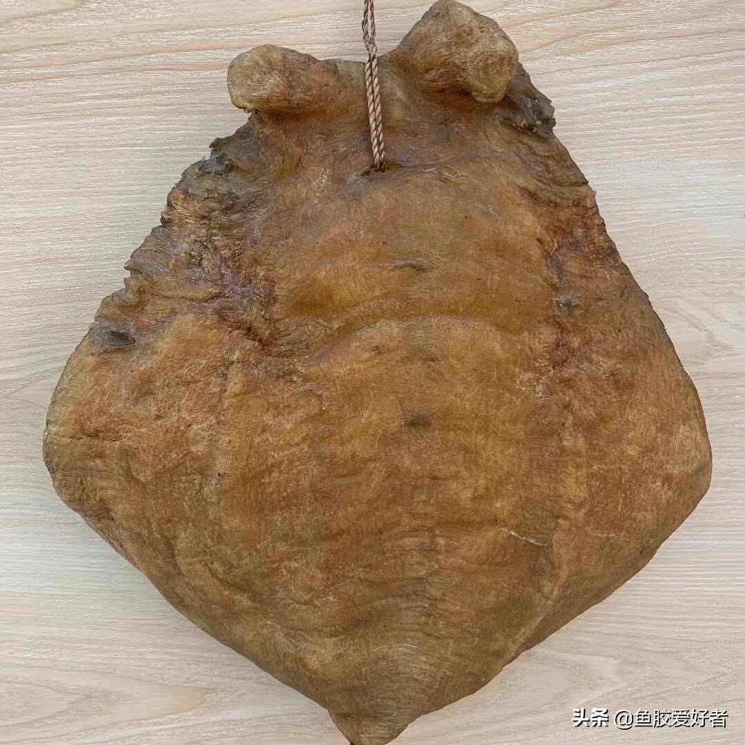 排名第二！房胶竟然比金钱鳘还稀有，原来房胶还有这些独特之处