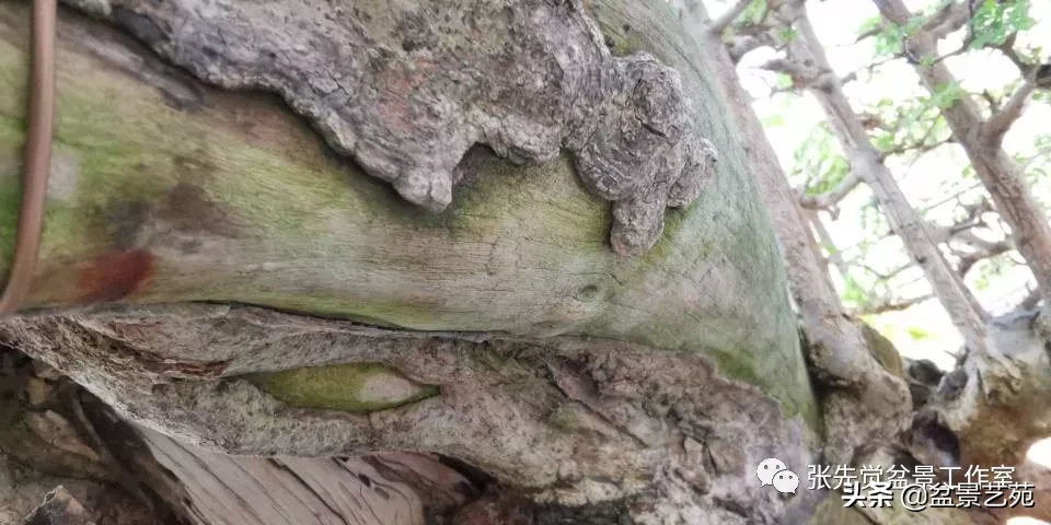 一棵朽木对节盆景桩的蜕变