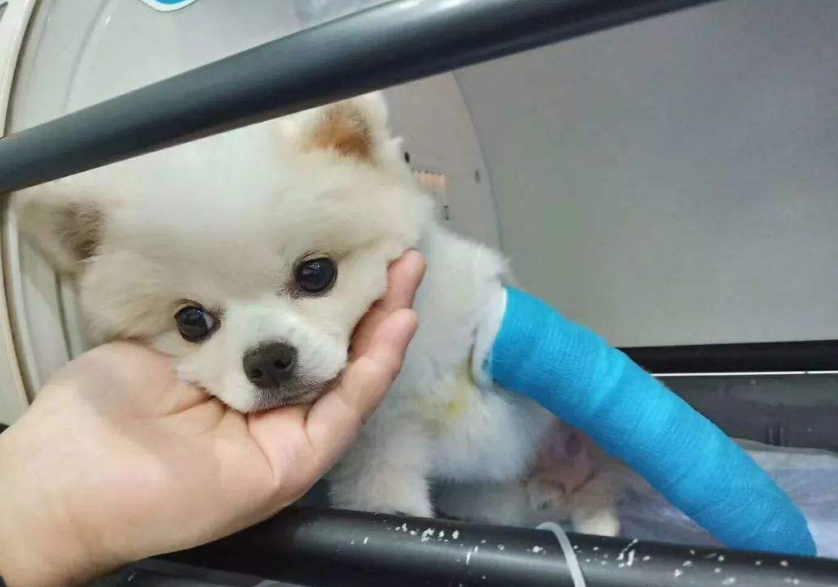 “俊介”博美犬怎么样?