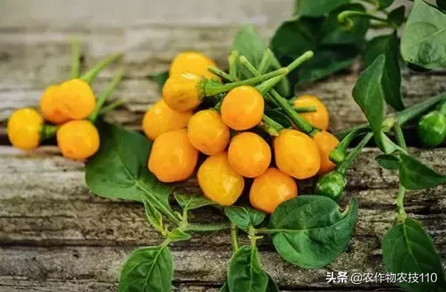 这是世界上最贵的辣椒!每公斤23万,想买还买不到