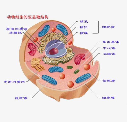 动植物细胞结构层次图图片