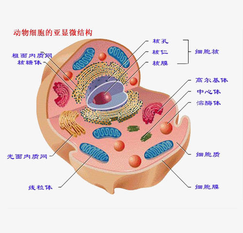 骆驼冷知识分享(骆驼结构特点介绍)-aoe家园
