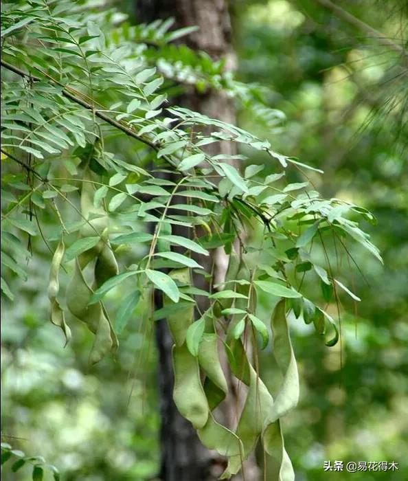 皂荚树与皂角树区别（全世界仅有6株野生的珍稀濒危物种）