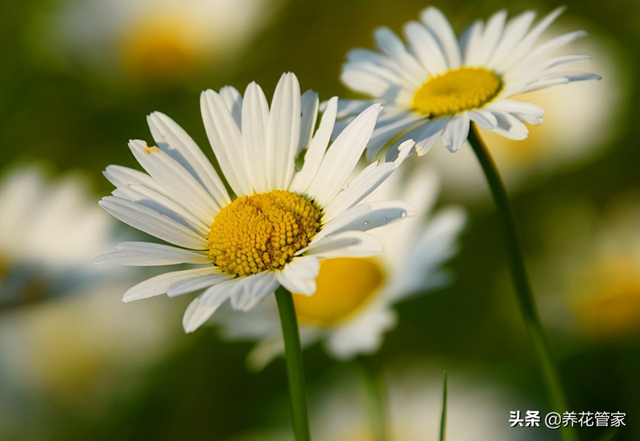 菊花什么时候开花（菊花四大品种的开花时间）