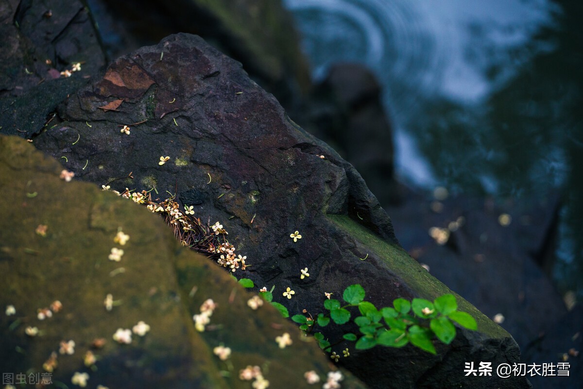 王维两首桂花，都写了桂花落，却是一春一秋，春天有桂花吗？