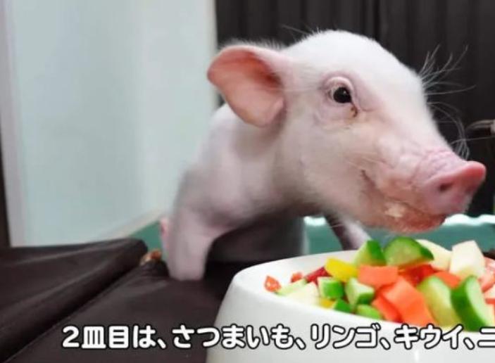 一位日本网友把自己的宠物烤着吃了，引发网络大热议